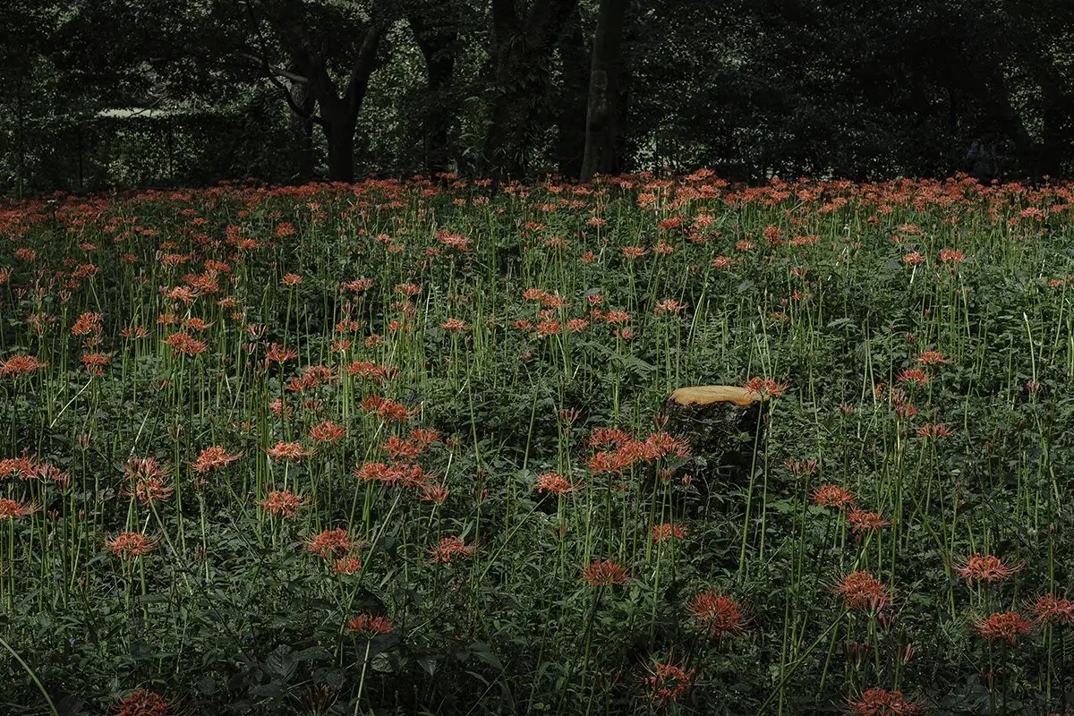 🏞️ 노가와 공원 (노가와코엔) 이미지 9